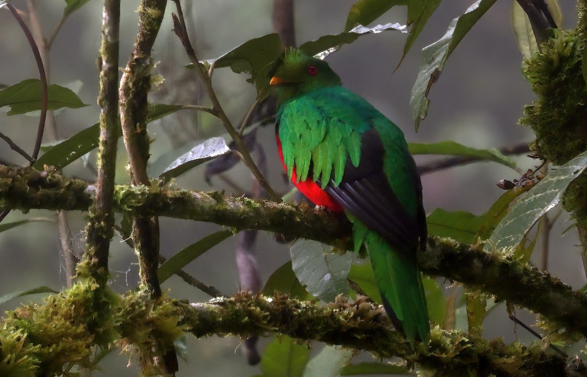 Crested Quetzal - ML620126131