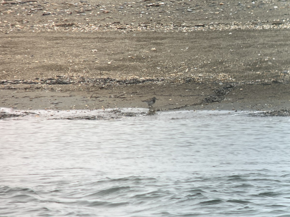 Great Knot - ML620126144