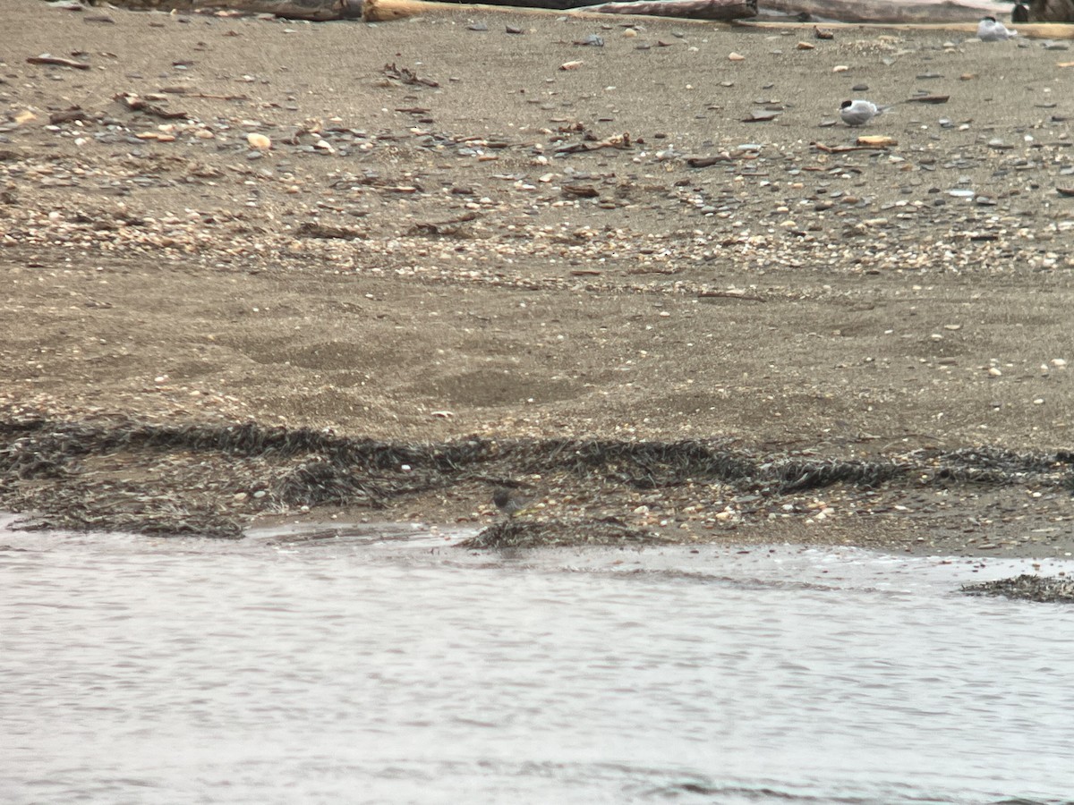 Great Knot - ML620126147