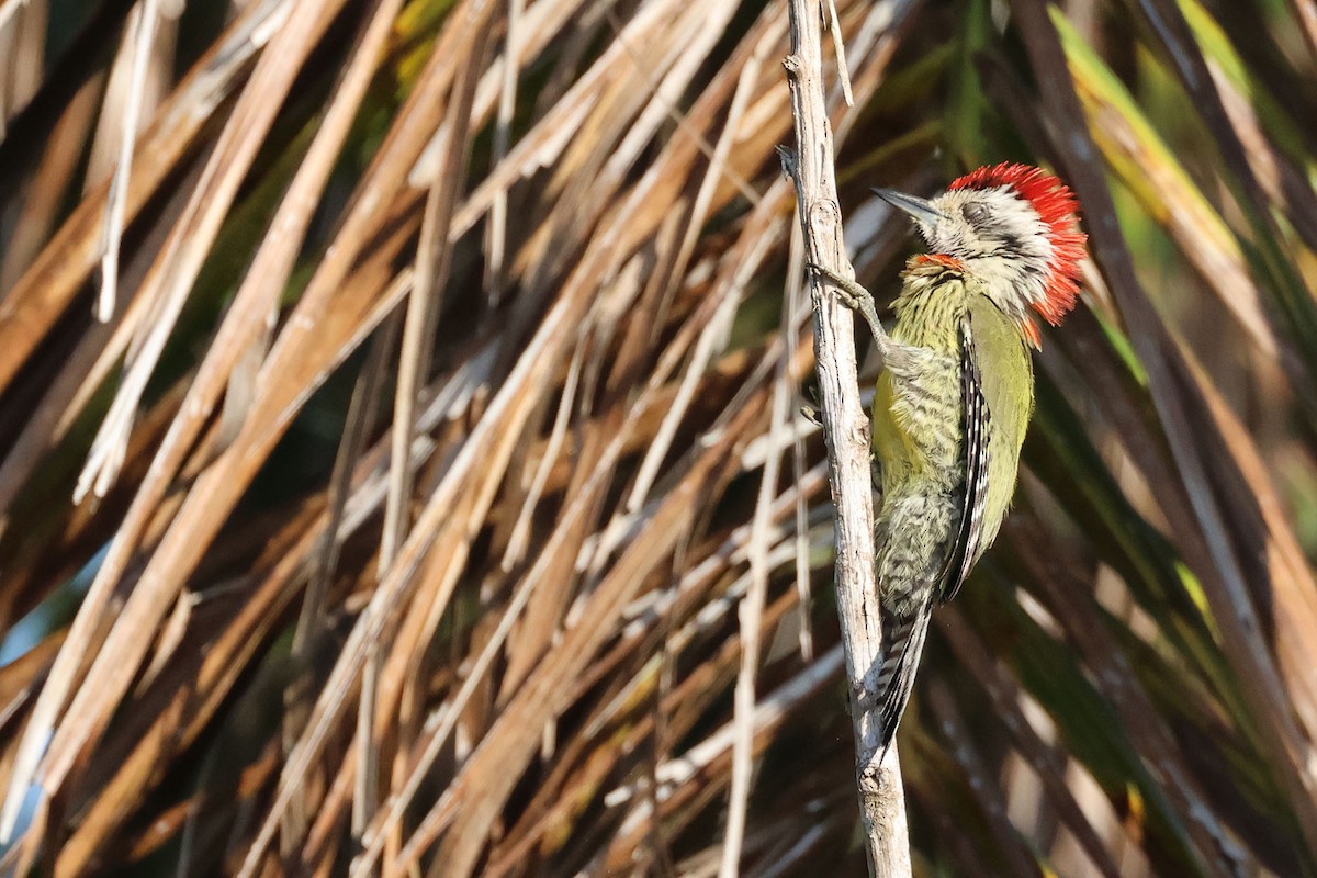 Cuban Green Woodpecker - ML620126149