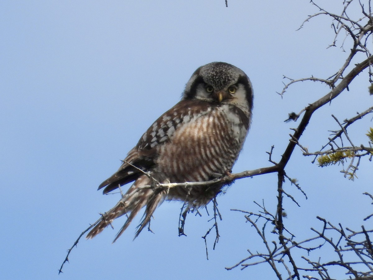 Northern Hawk Owl - ML620126154