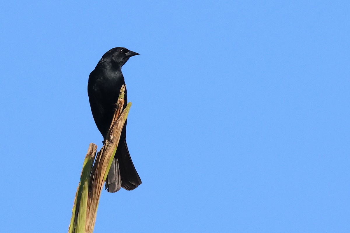 Cuban Blackbird - ML620126160