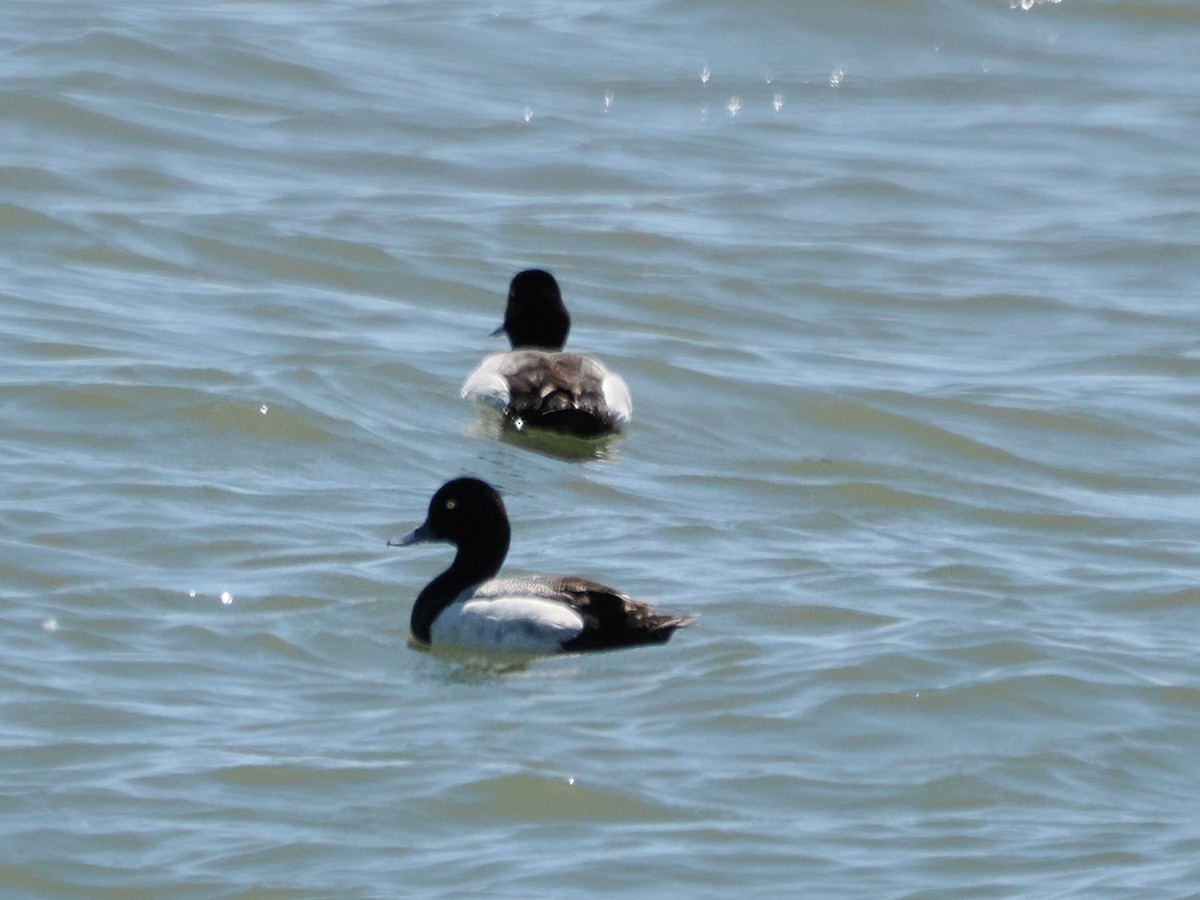 Greater Scaup - ML620126162
