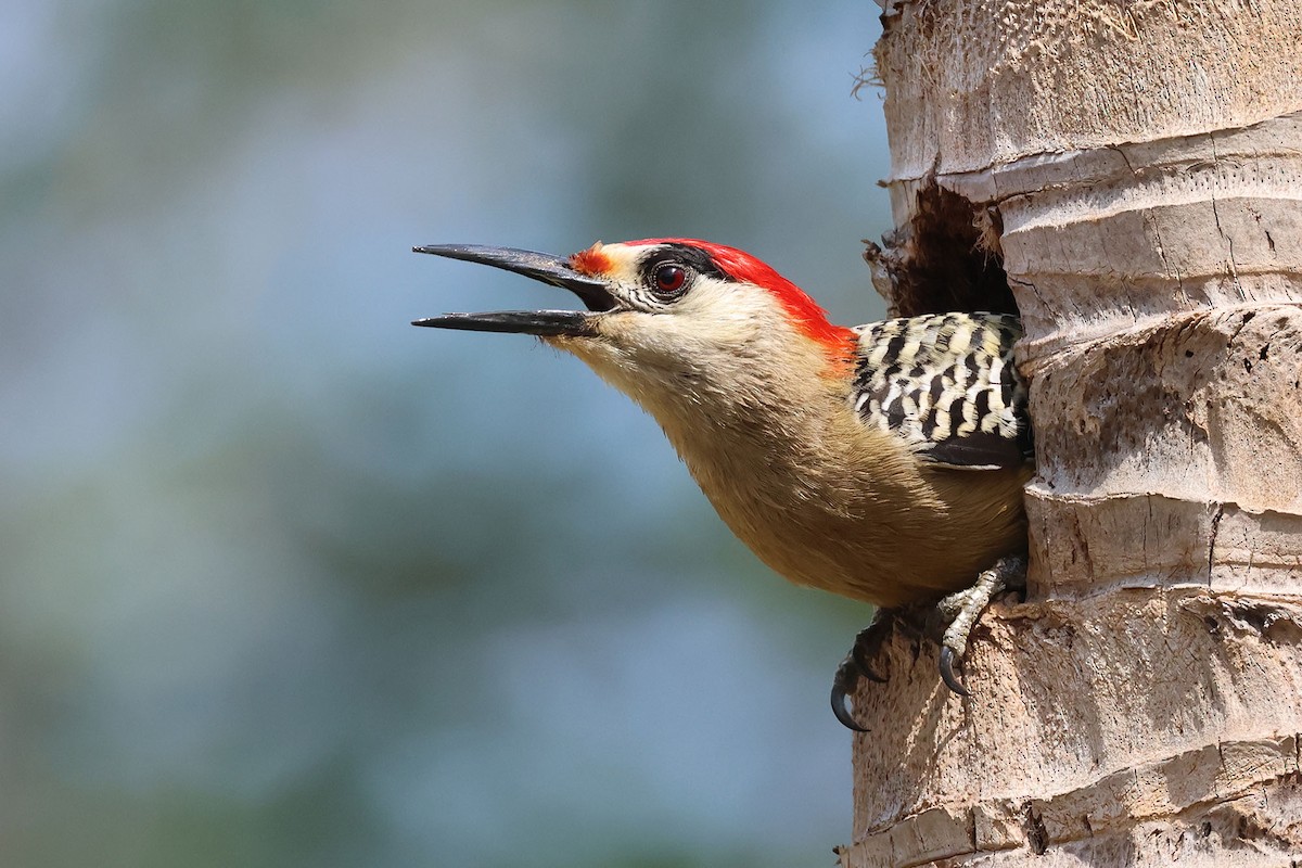 West Indian Woodpecker - ML620126168