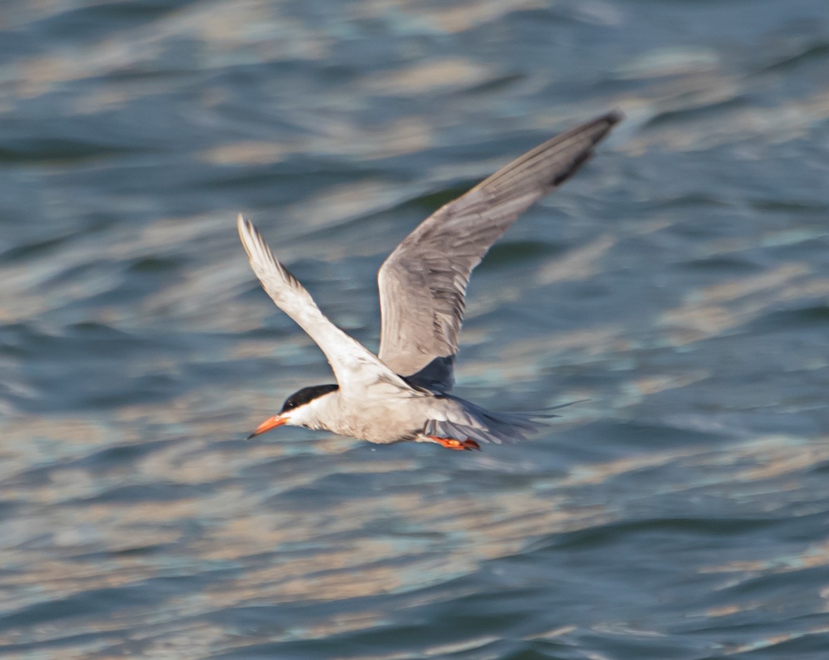 Common Tern - ML620126180
