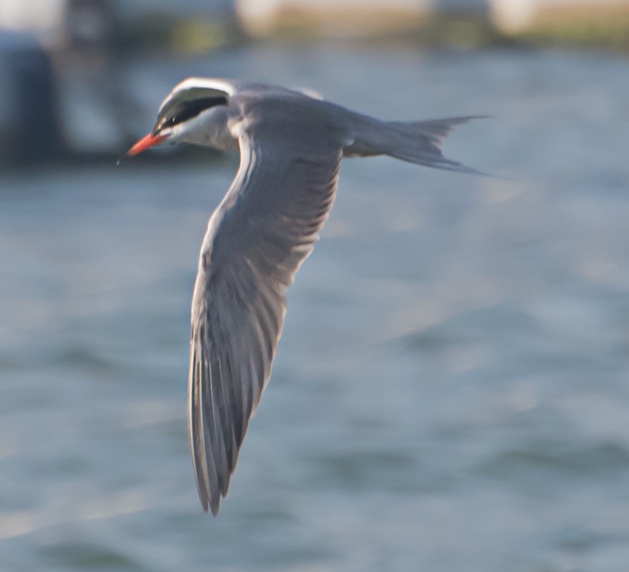 Common Tern - ML620126182