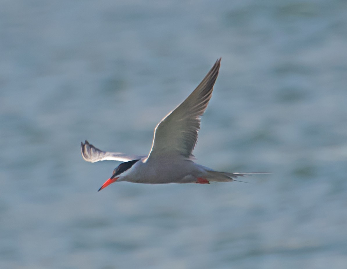 Common Tern - ML620126183