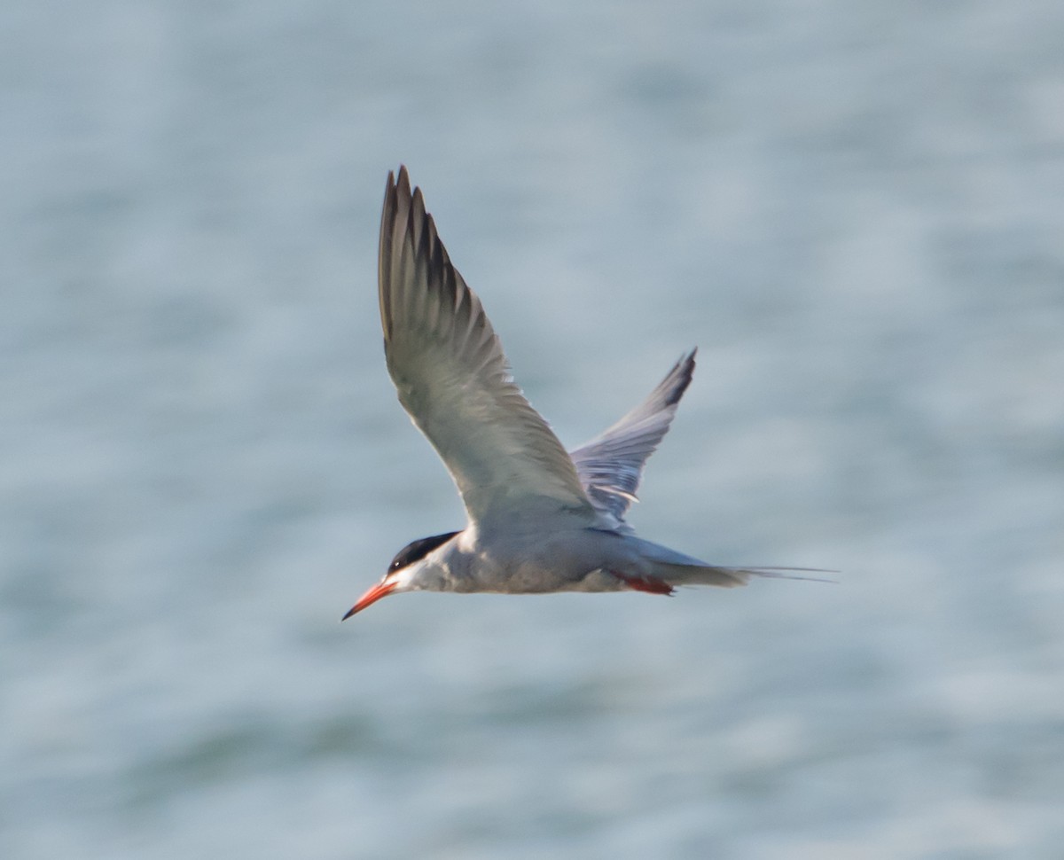Common Tern - ML620126184