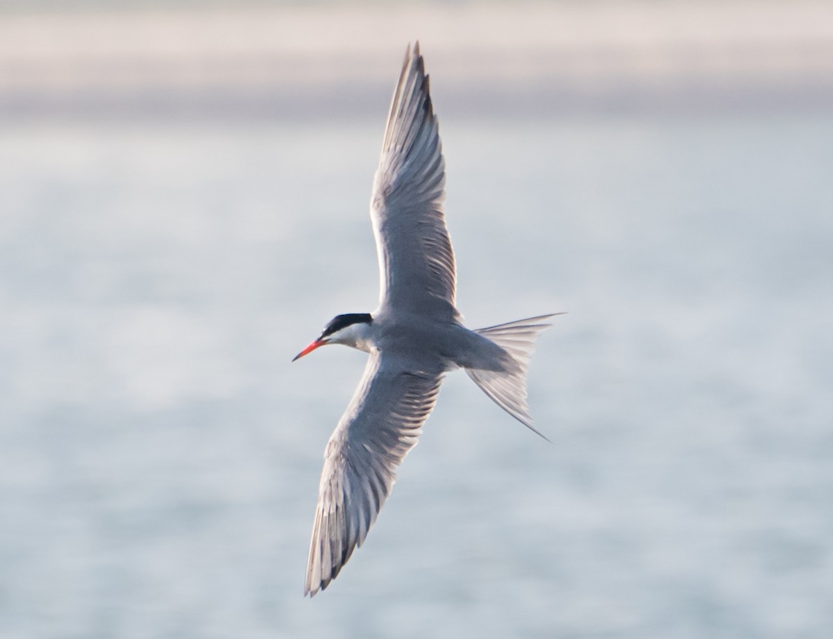 Common Tern - ML620126185