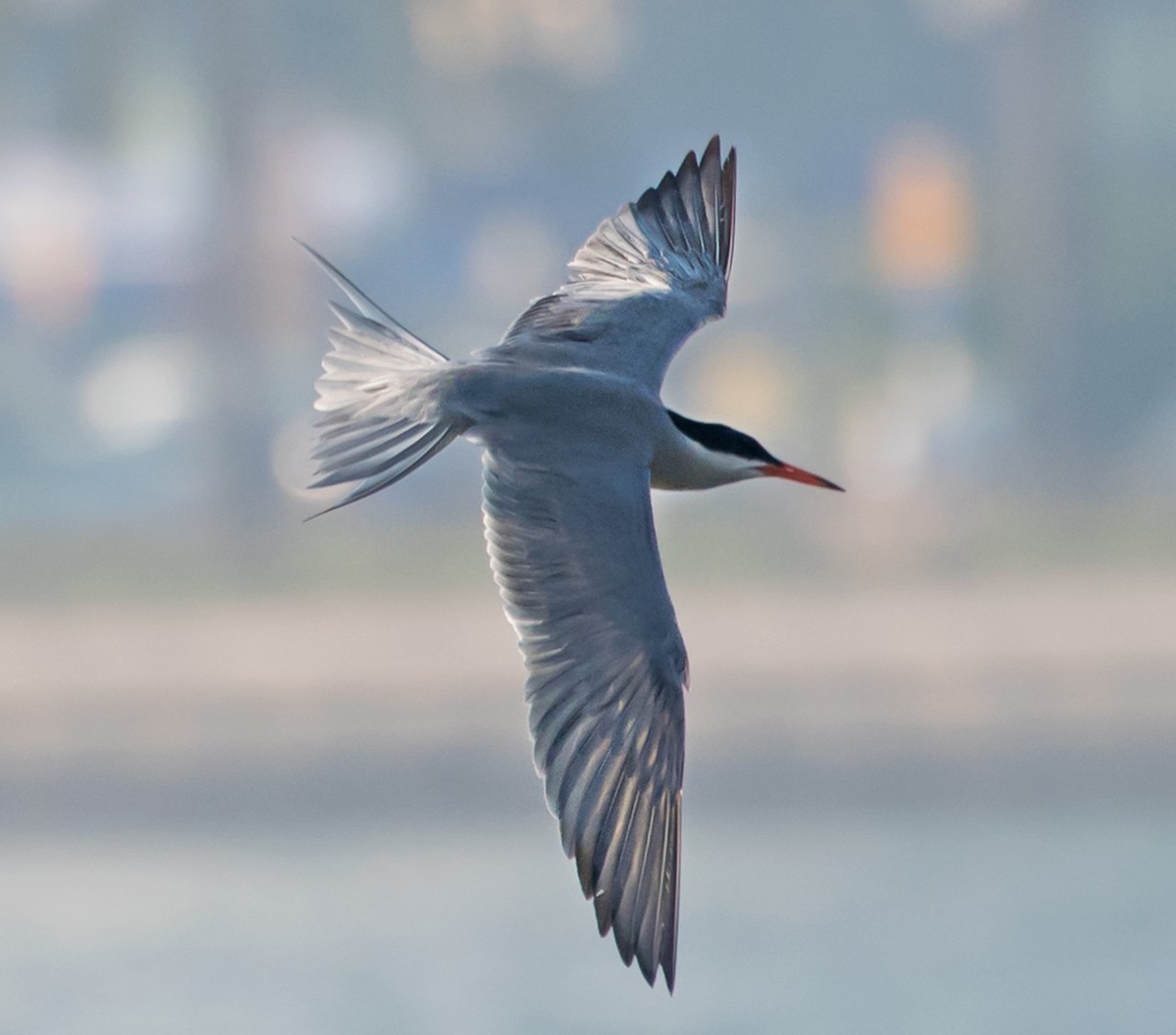 Common Tern - ML620126186