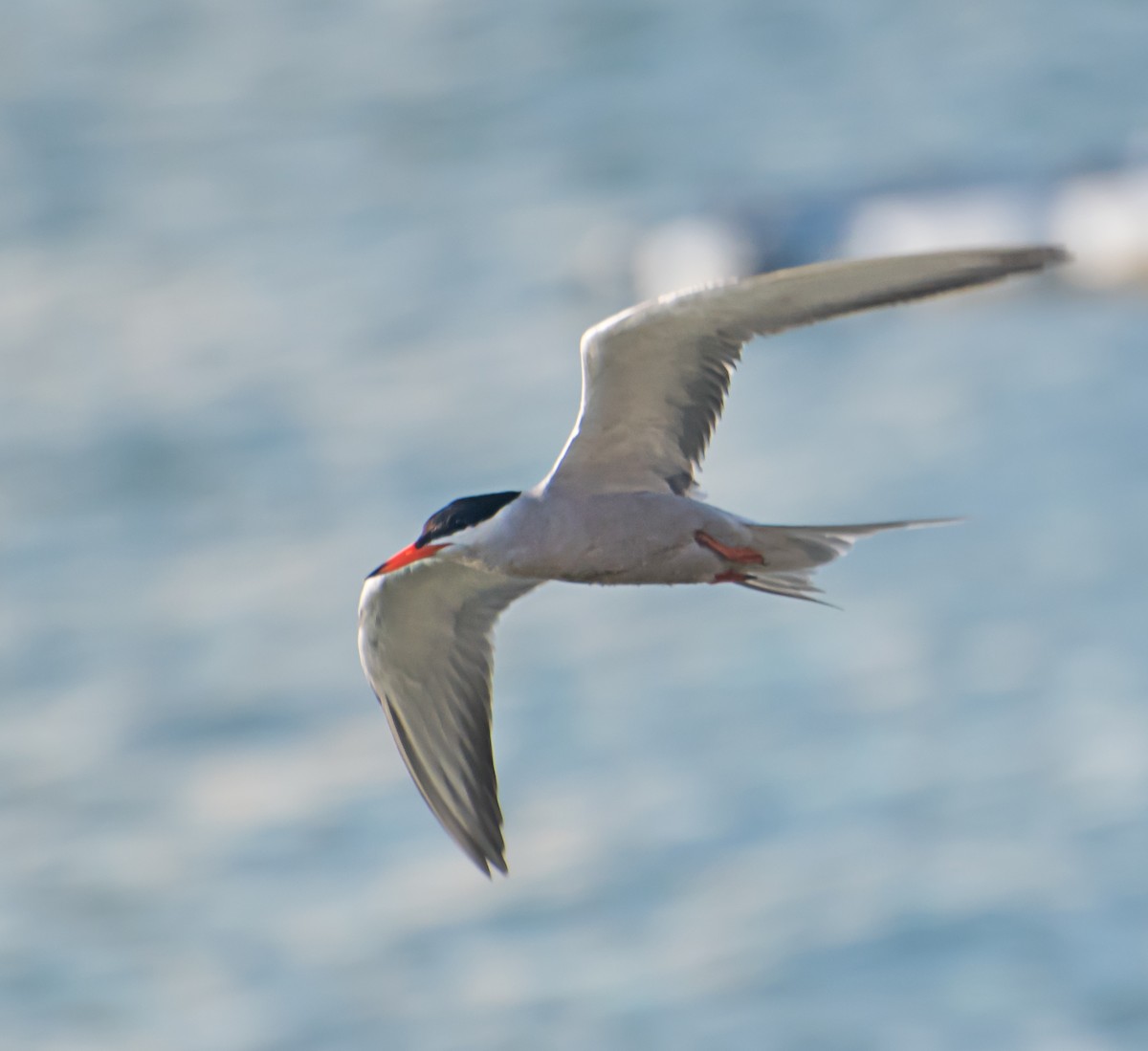 Common Tern - ML620126188