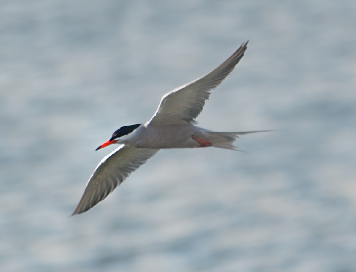 Common Tern - ML620126189