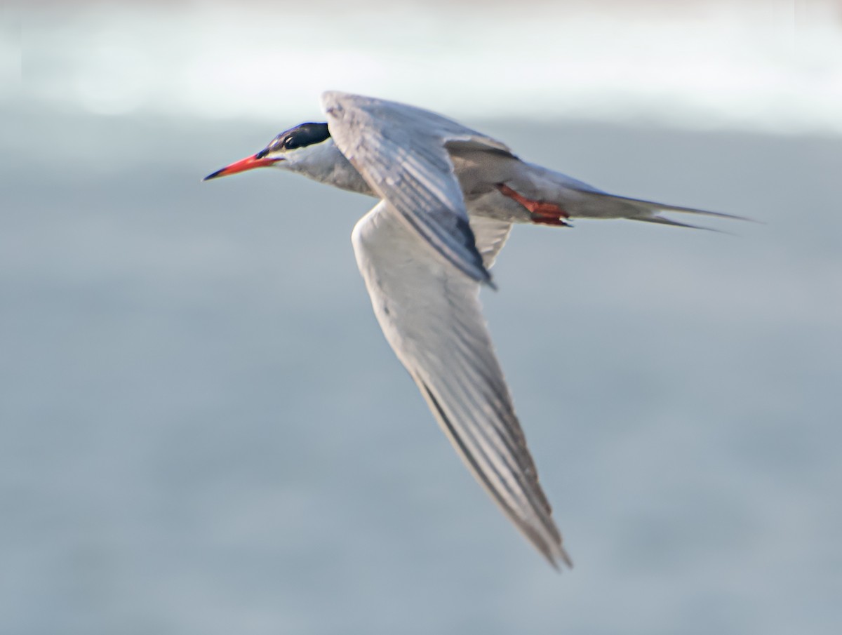 Common Tern - ML620126190