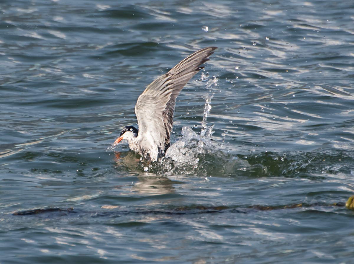 Common Tern - ML620126192