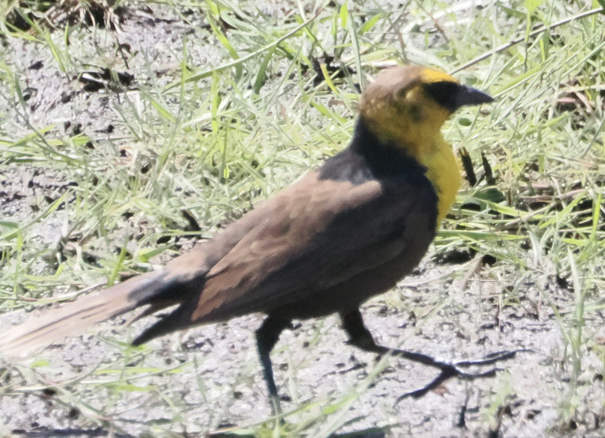 Yellow-headed Blackbird - ML620126206