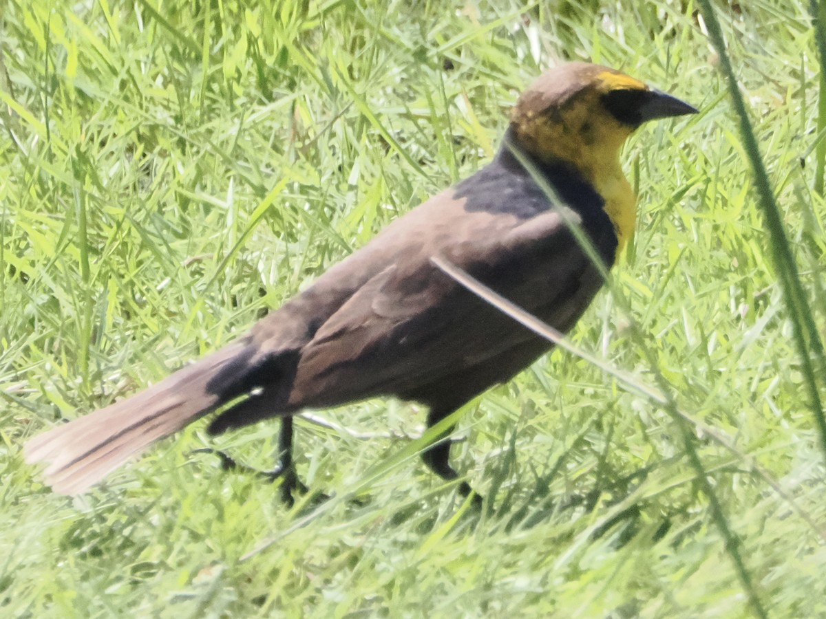 Yellow-headed Blackbird - ML620126207