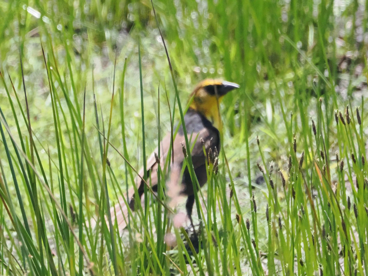 Yellow-headed Blackbird - ML620126208