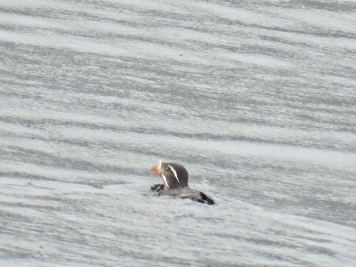 Rhinoceros Auklet - ML620126219