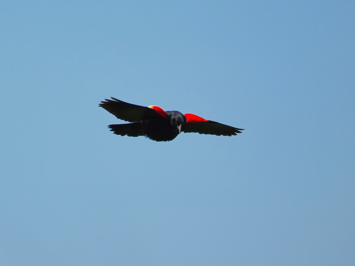 Red-winged Blackbird - ML620126223