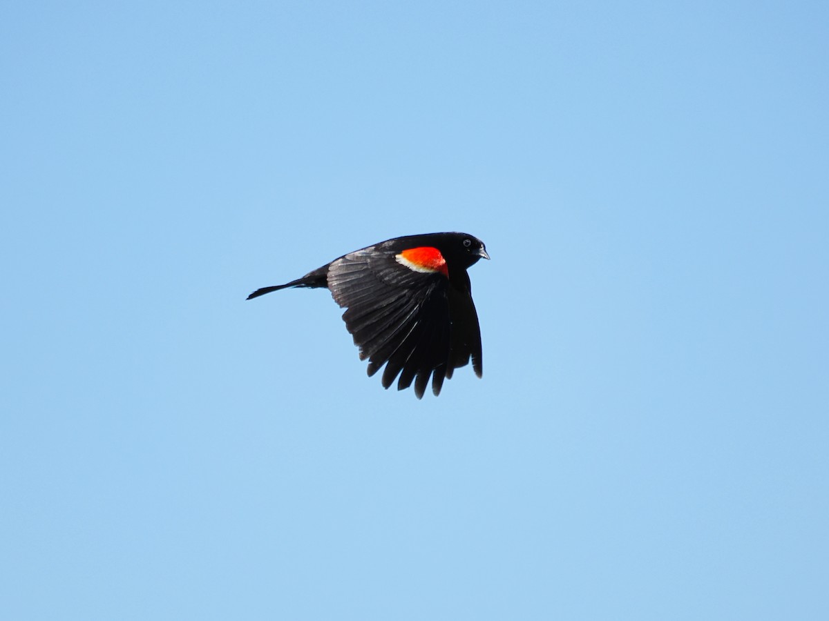 Red-winged Blackbird - ML620126224