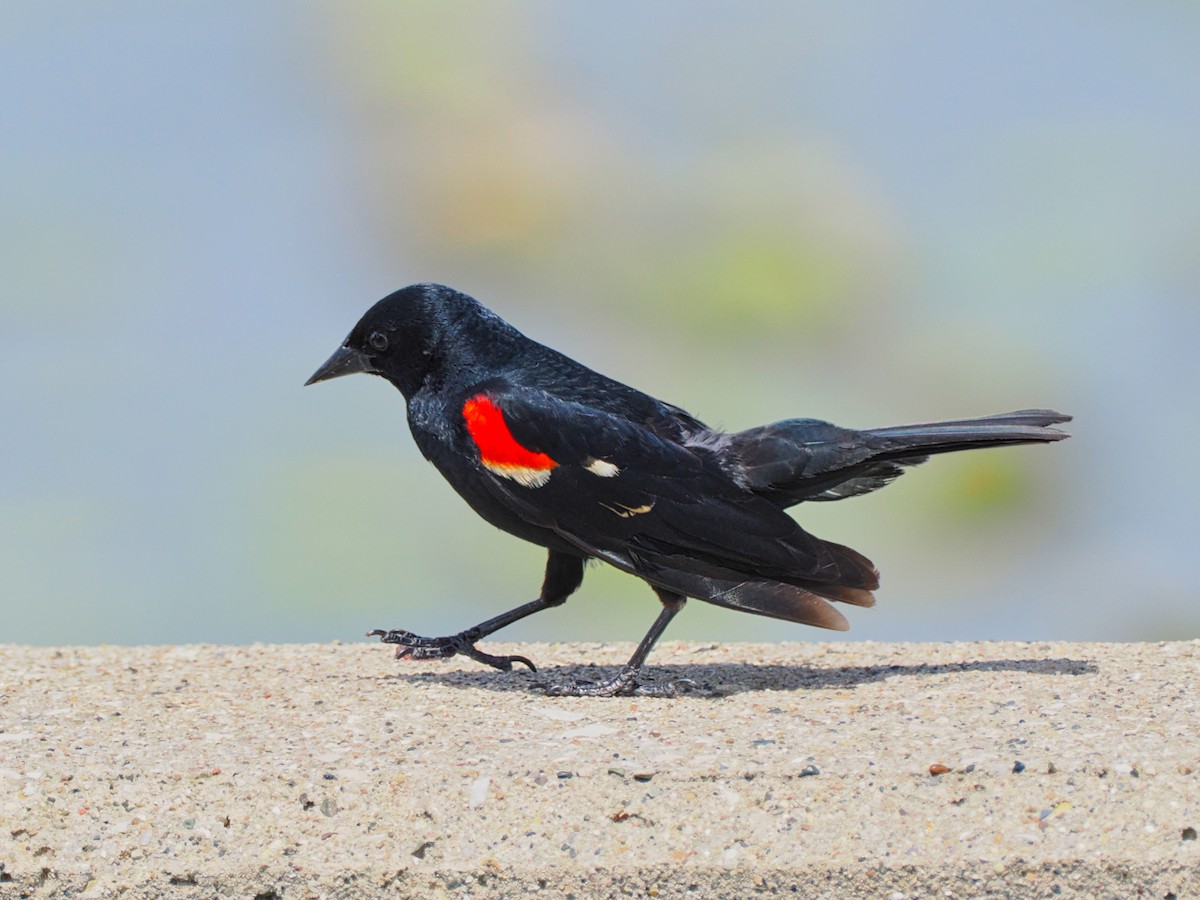 Red-winged Blackbird - ML620126225