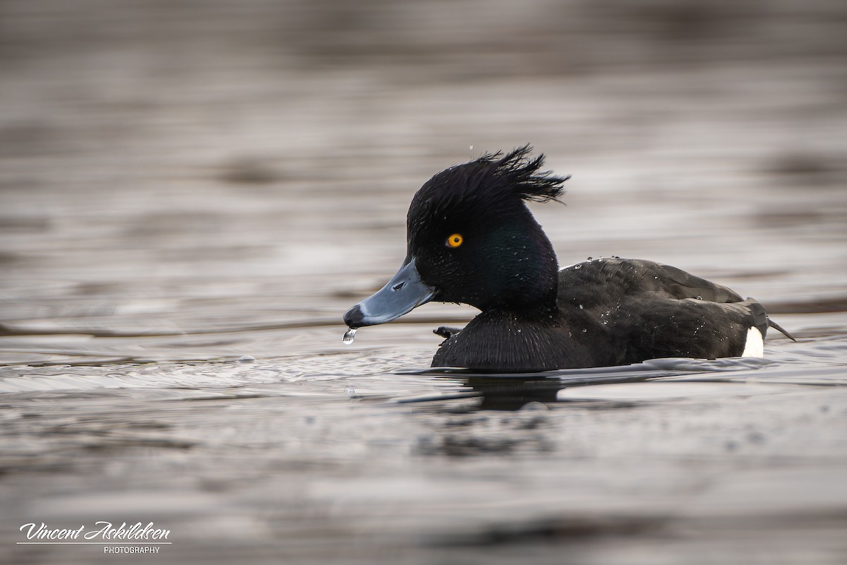 Tufted Duck - ML620126265