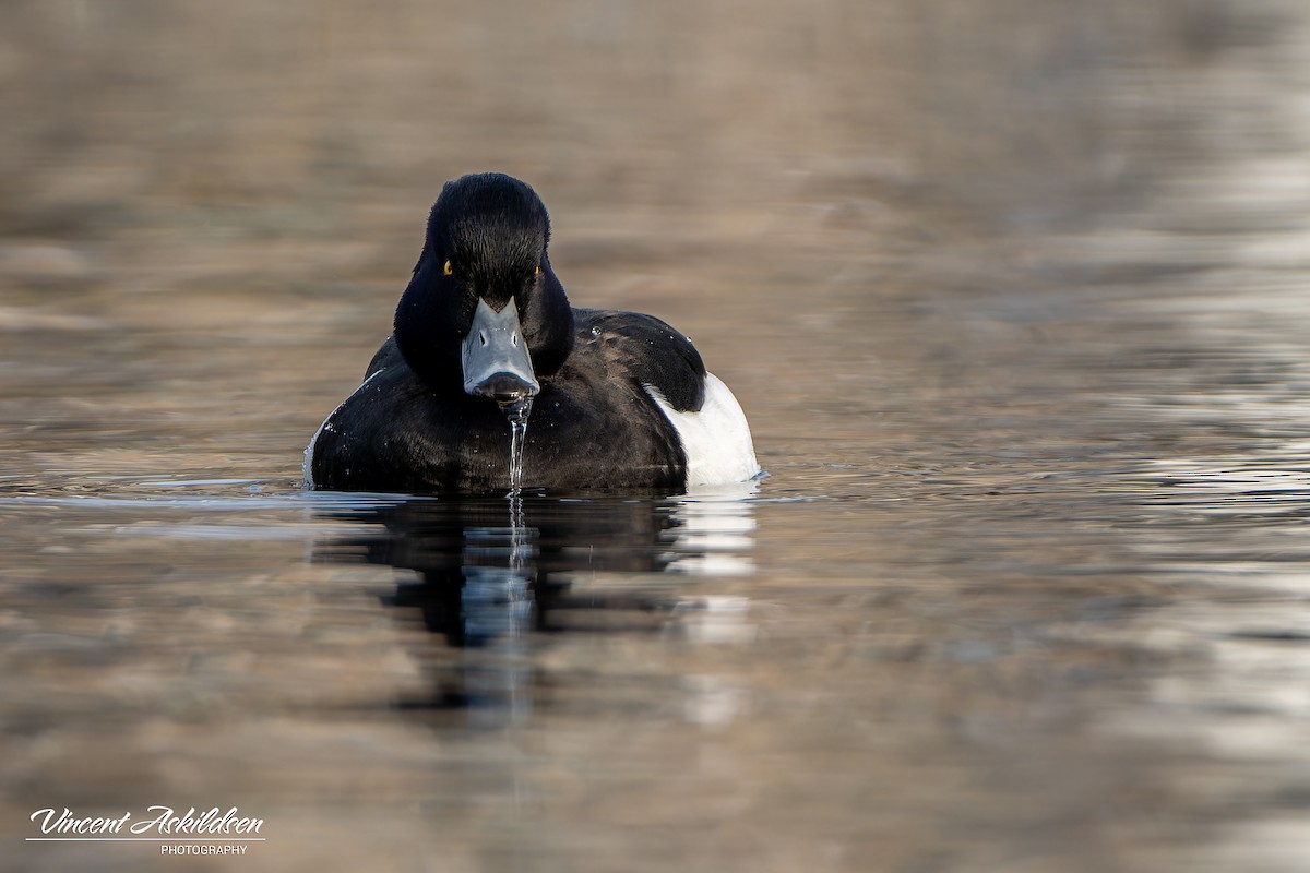 Tufted Duck - ML620126266