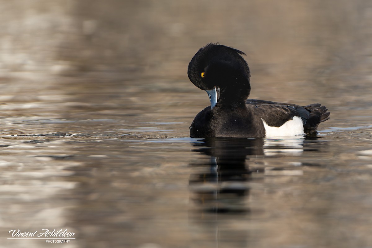 Tufted Duck - ML620126267