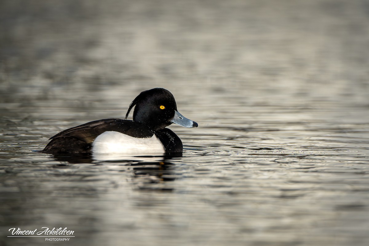 Tufted Duck - ML620126268