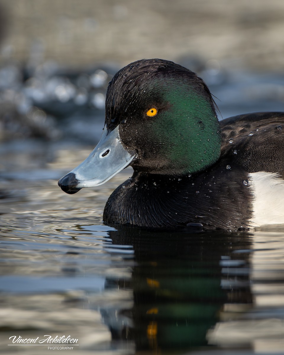 Tufted Duck - ML620126269
