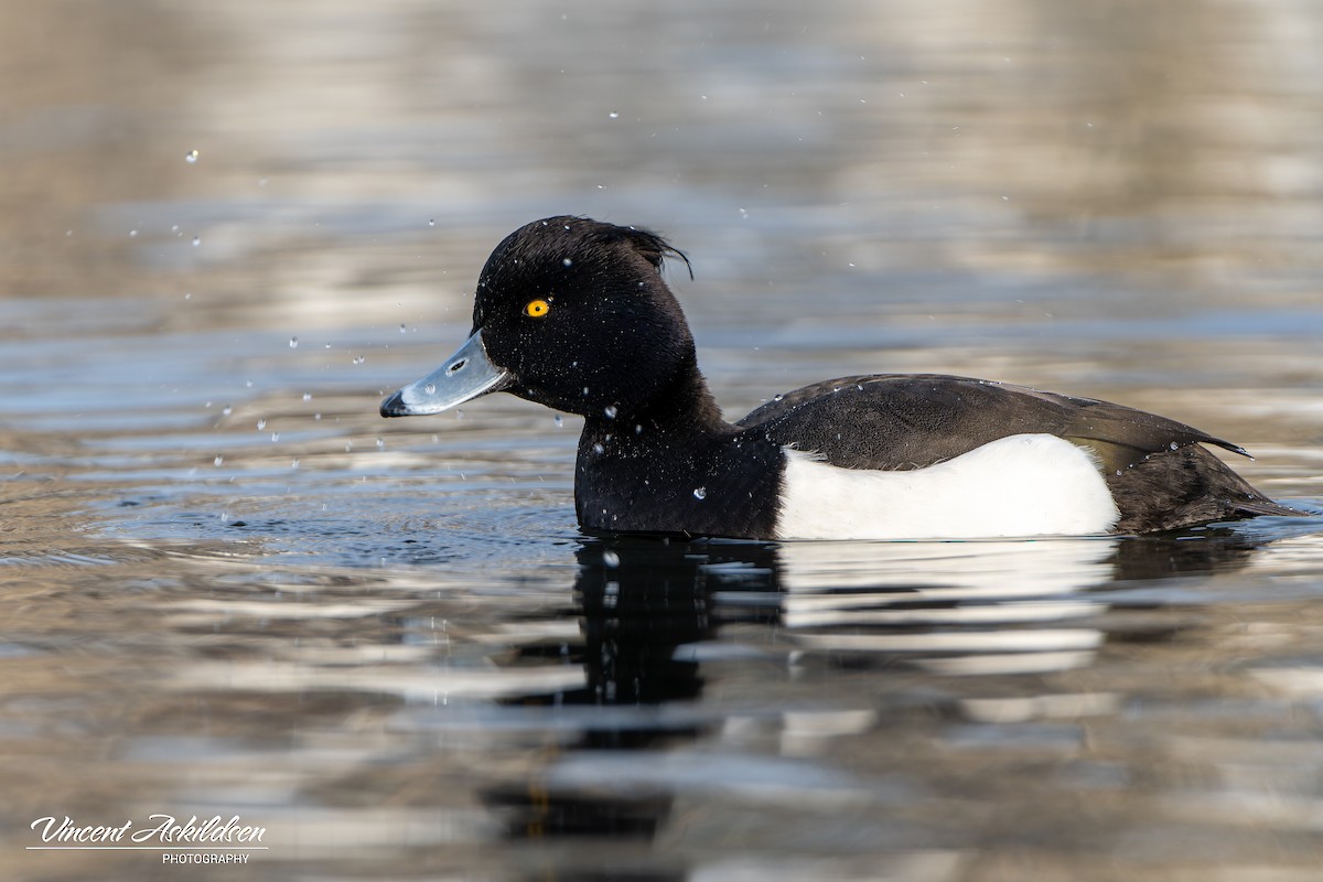 Tufted Duck - ML620126270