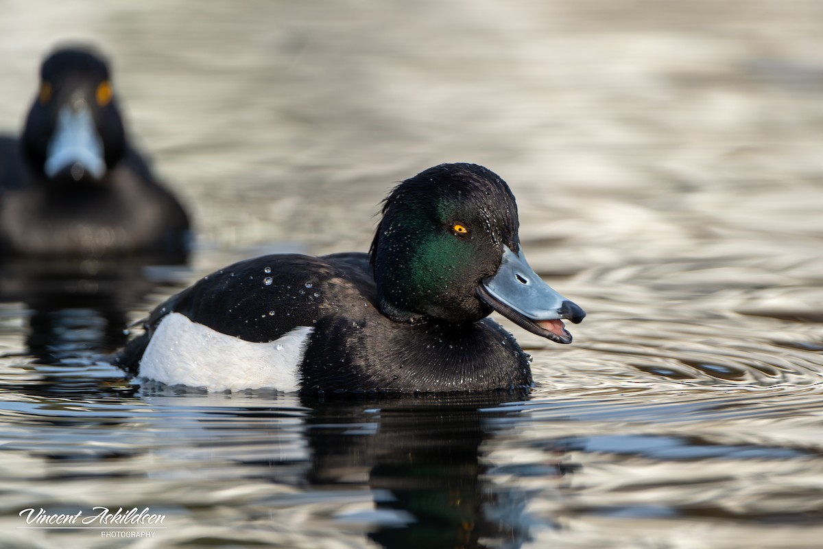 Tufted Duck - ML620126271