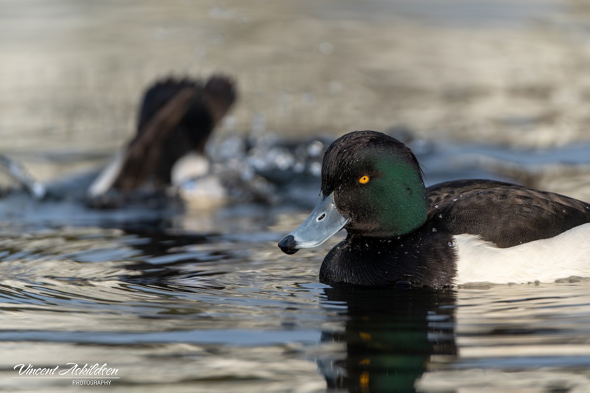 Tufted Duck - ML620126272