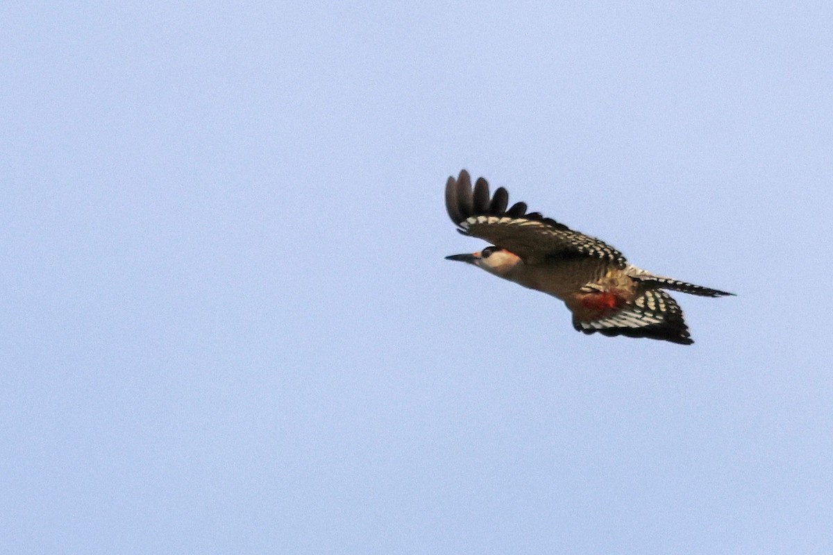 West Indian Woodpecker - ML620126285