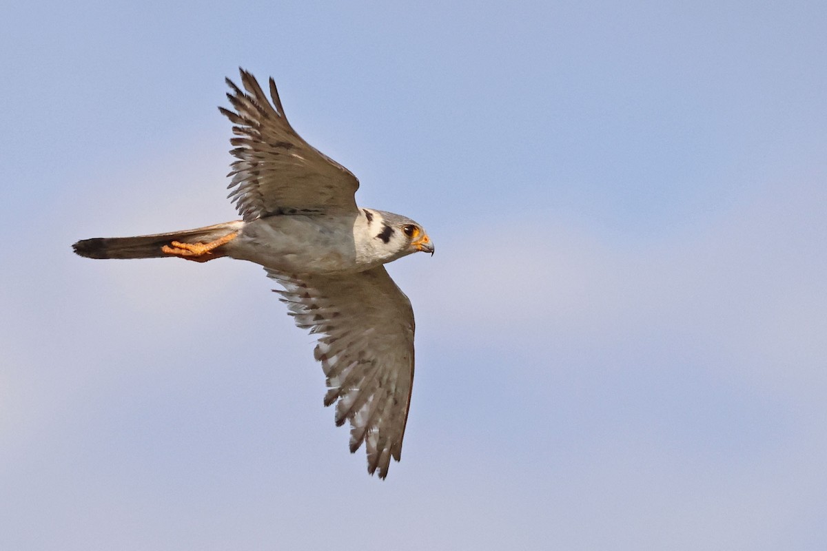 Buntfalke (sparverioides) - ML620126286