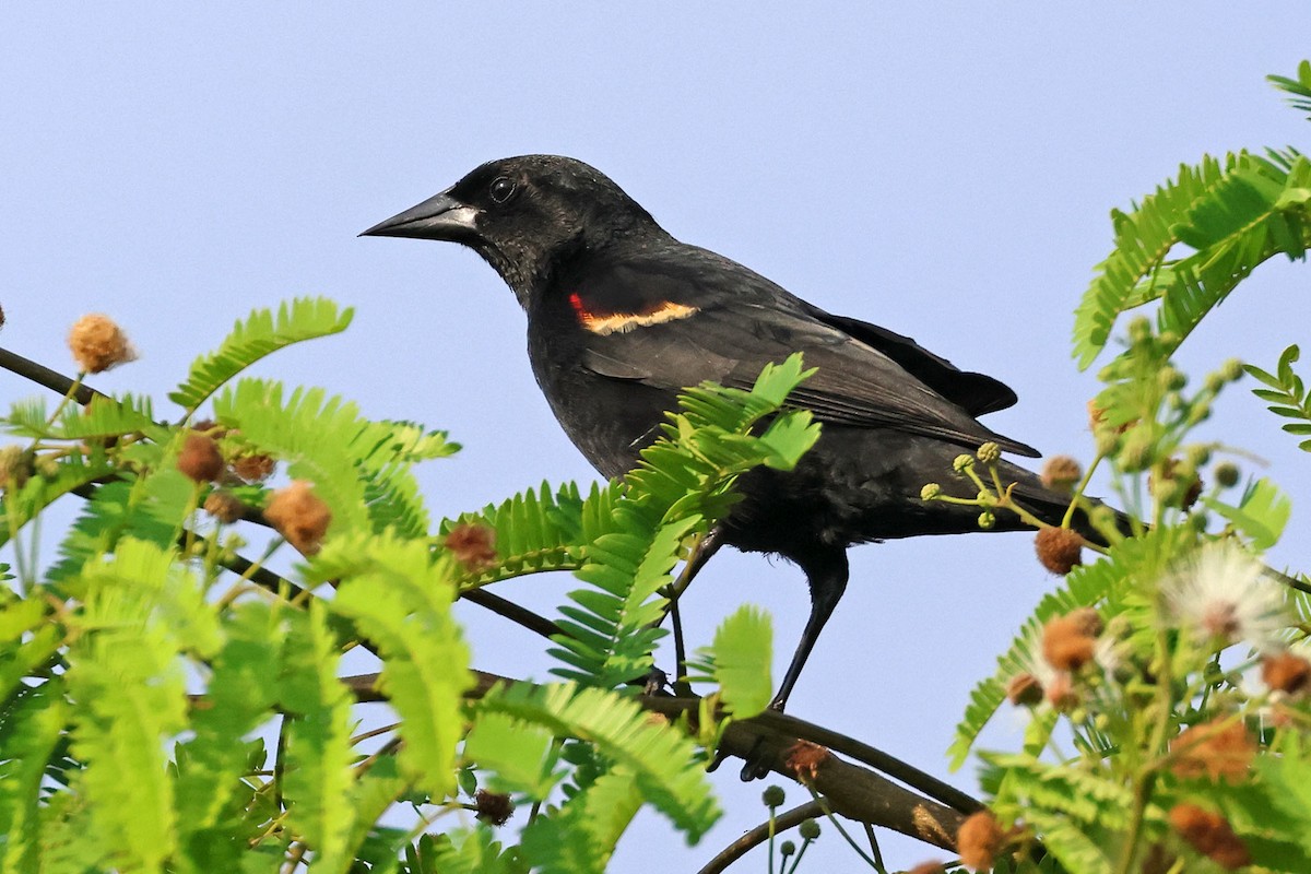 Red-shouldered Blackbird - Trevor Hardaker