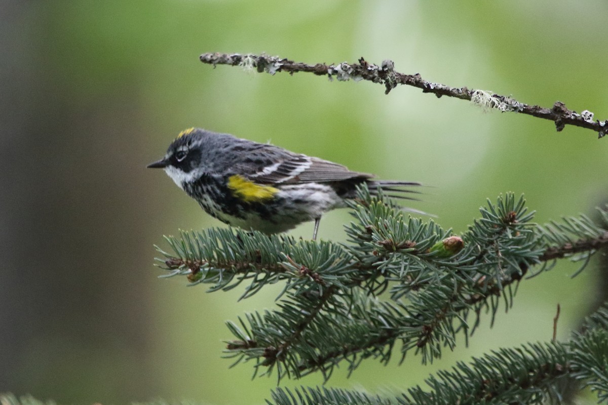 Yellow-rumped Warbler (Myrtle) - ML620126294