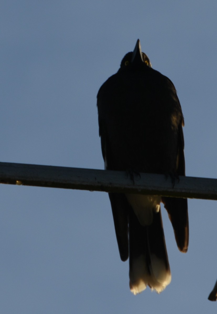 Pied Currawong - ML620126301
