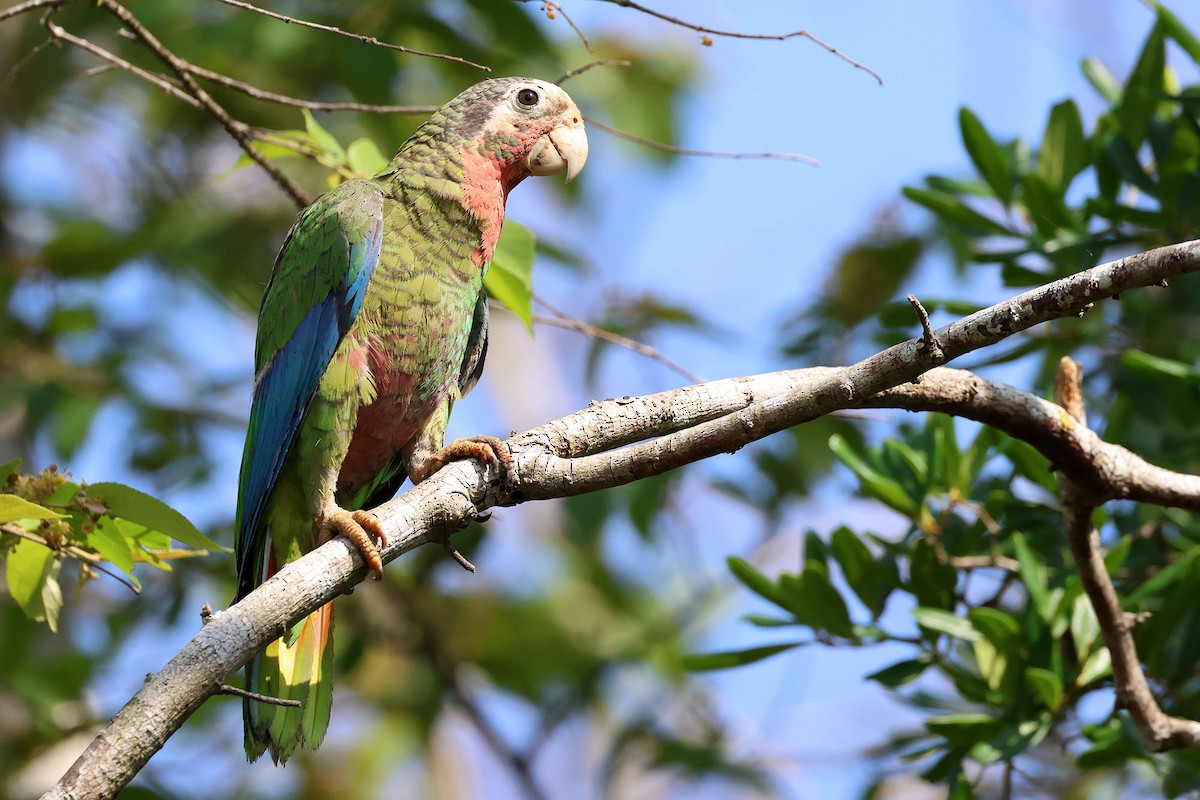 Cuban Parrot (Cuban) - ML620126302