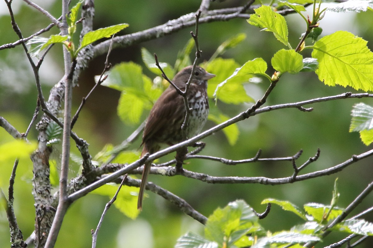 Fox Sparrow (Sooty) - ML620126310