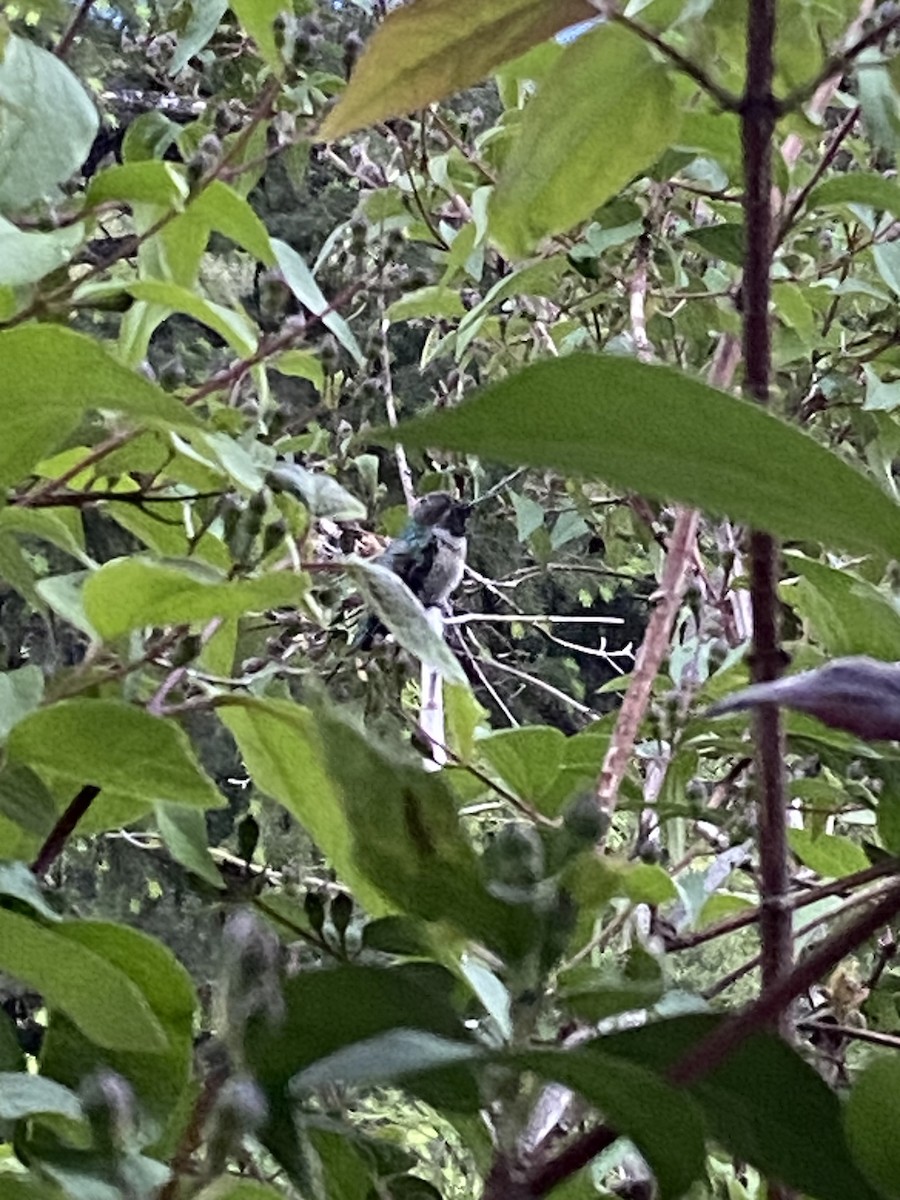 Broad-tailed Hummingbird - ML620126328