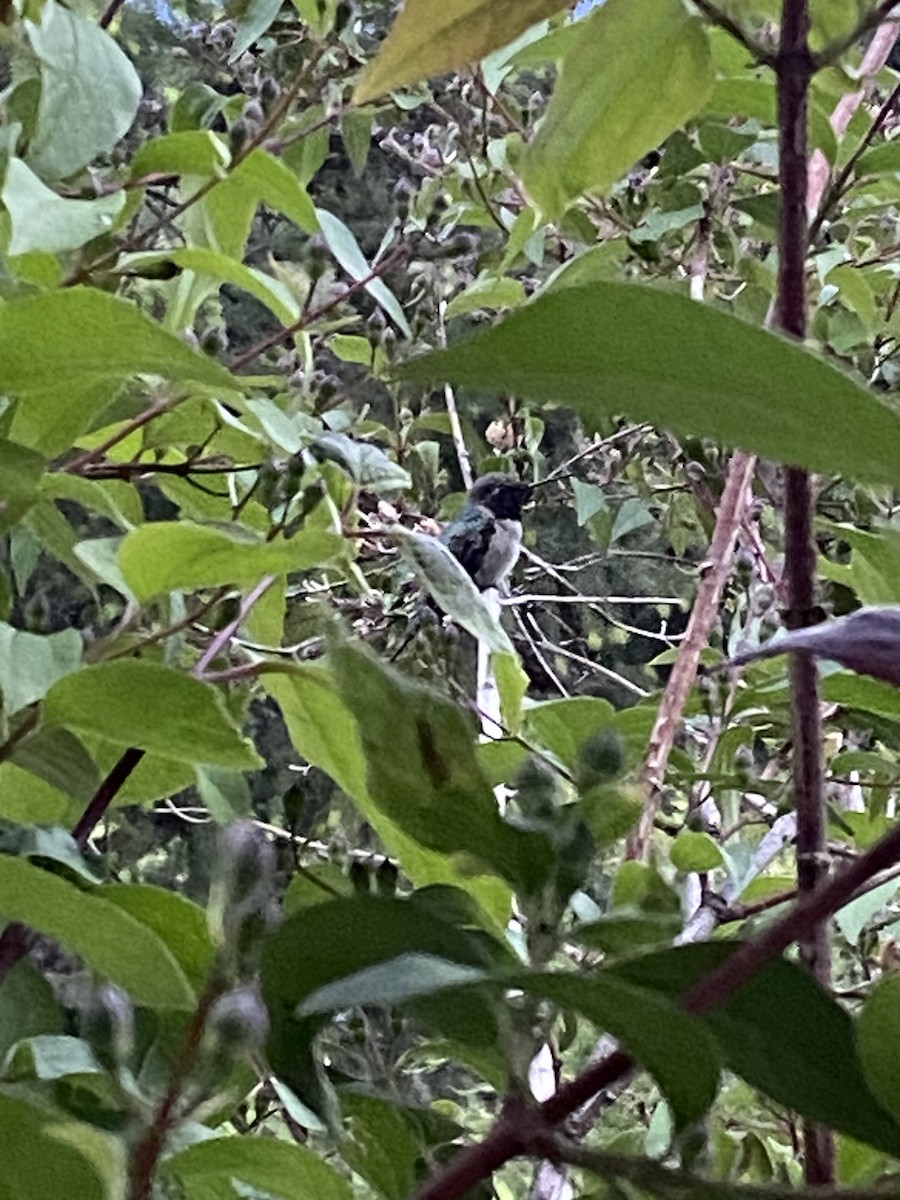 Broad-tailed Hummingbird - ML620126331