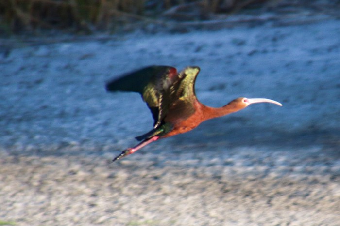 ibis americký - ML620126341