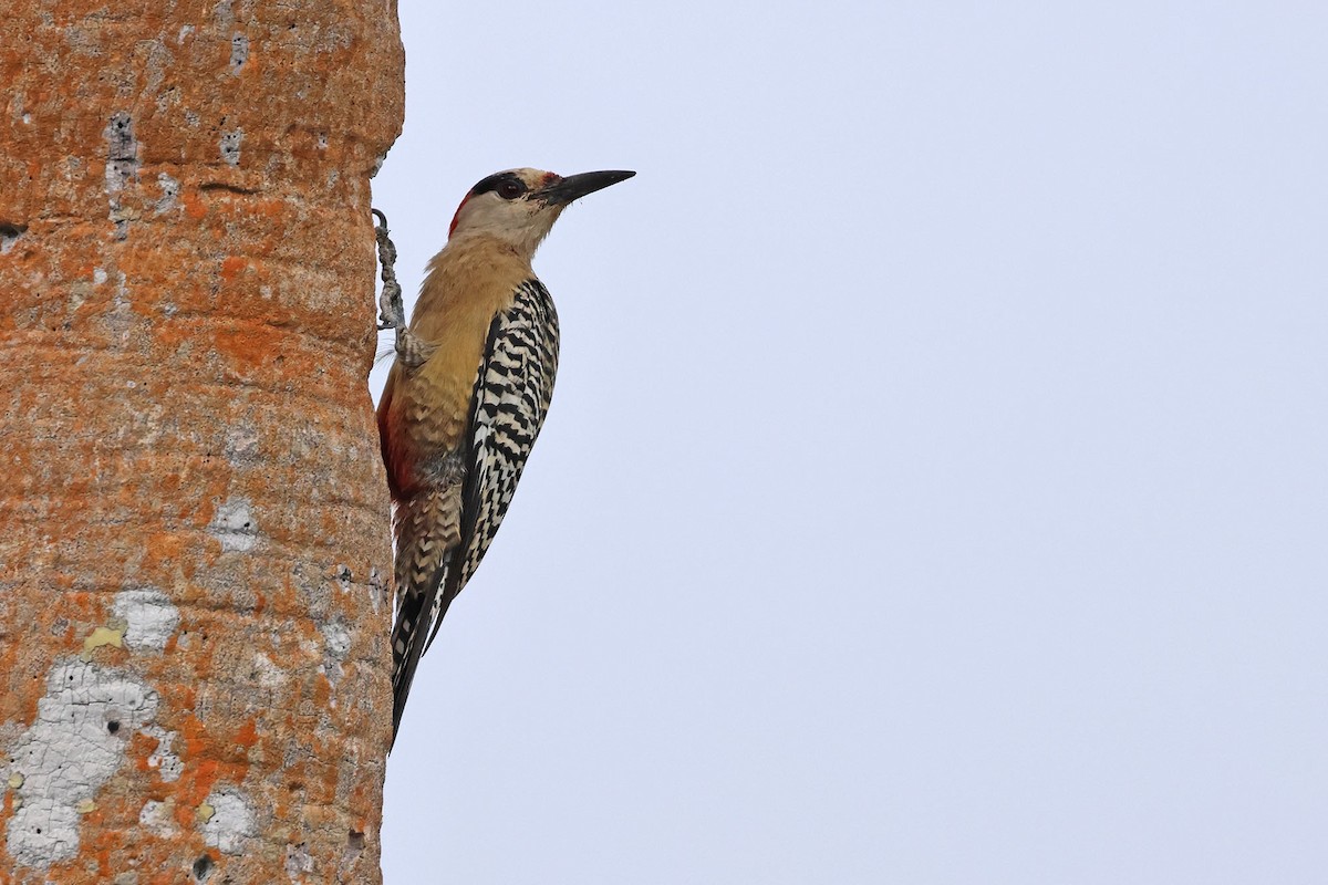 West Indian Woodpecker - ML620126343