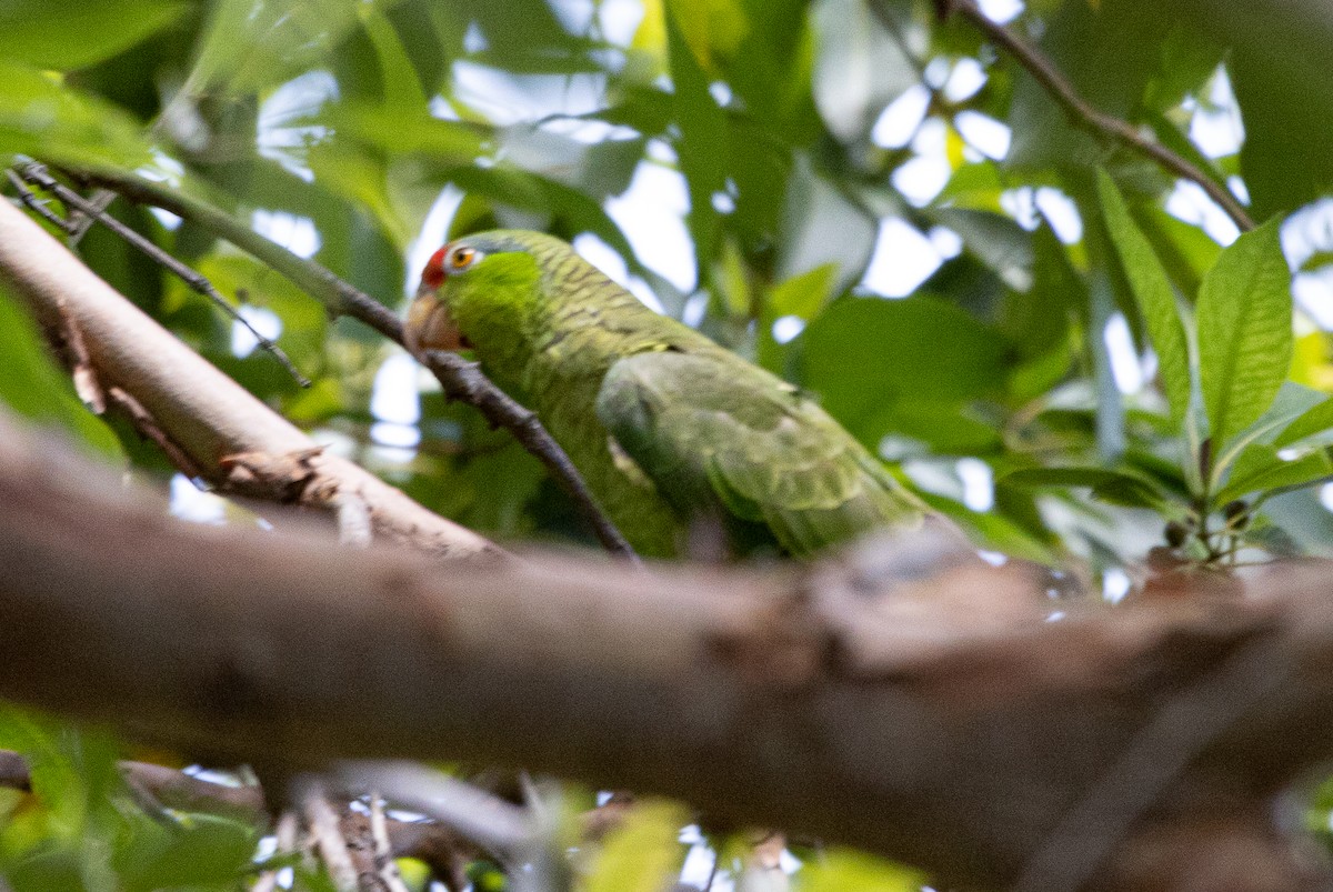 Red-crowned Parrot - ML620126351