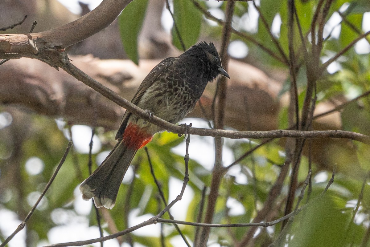 Red-vented Bulbul - ML620126359