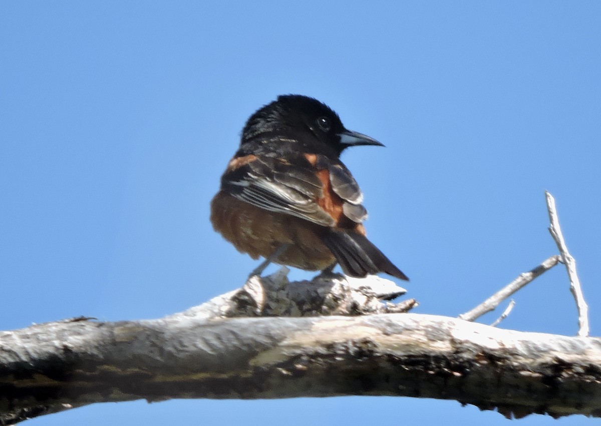 Oriole des vergers - ML620126365