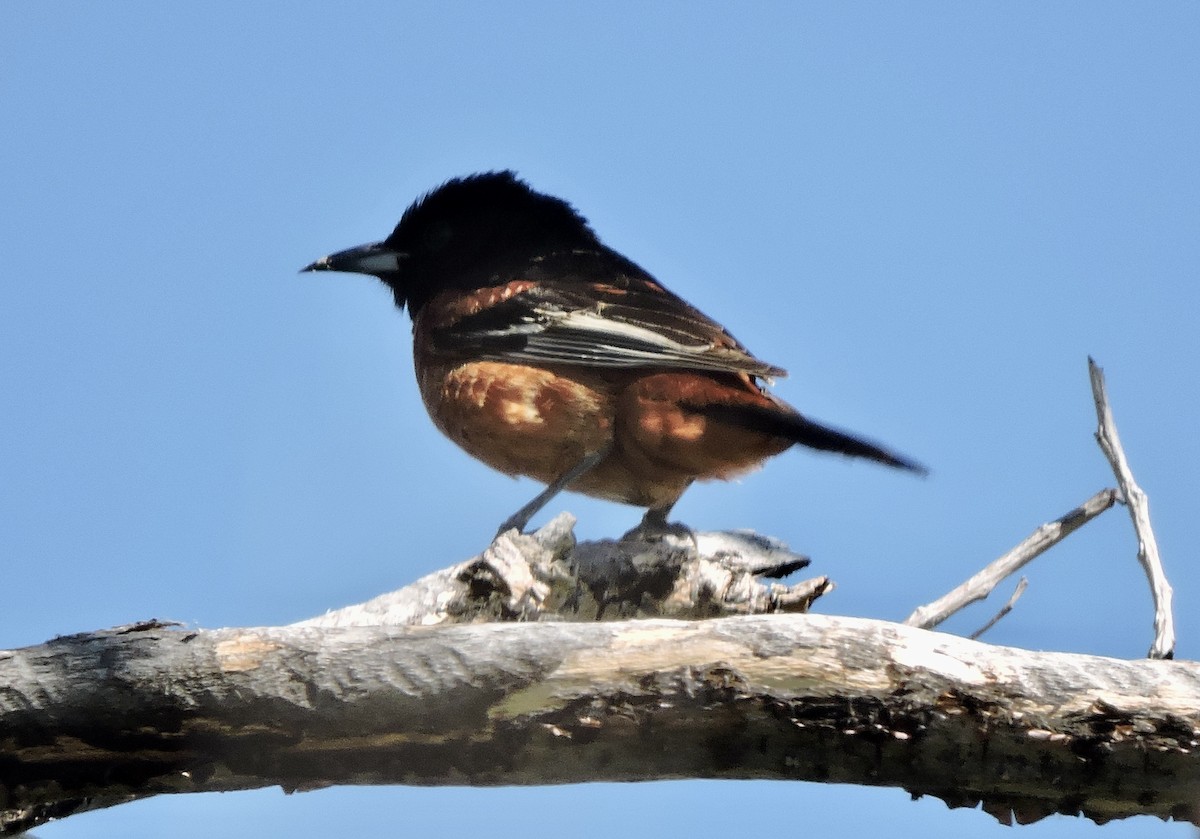 Orchard Oriole - ML620126366