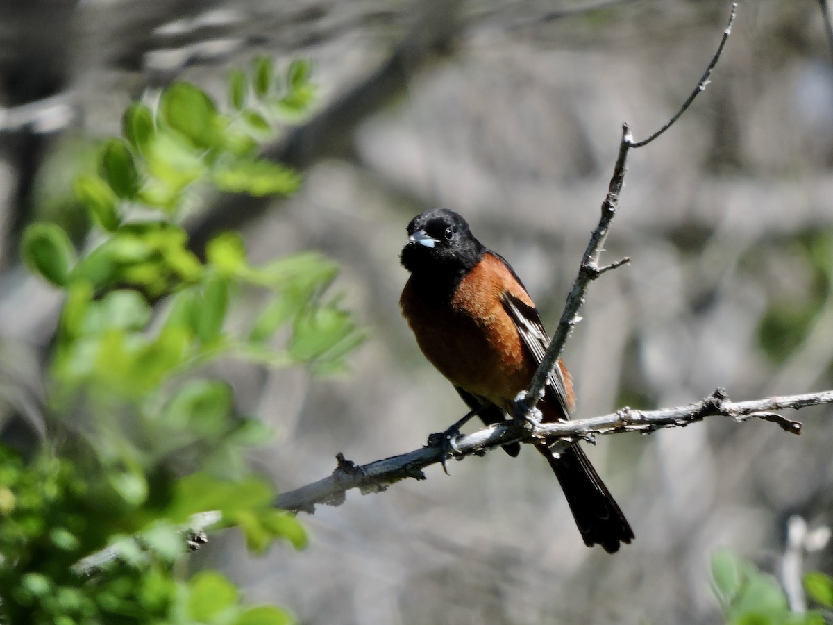 Orchard Oriole - ML620126367