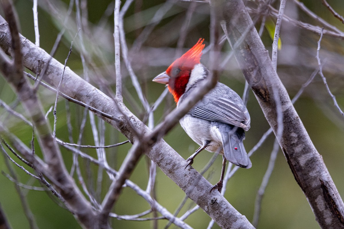 Red-crested Cardinal - ML620126368